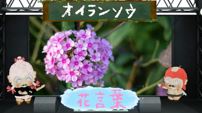 オイランソウの花言葉!怖い理由&明治時代に伝わった花を大追跡