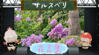 オイランソウの花言葉！怖い理由＆明治時代に伝わった花を大追跡