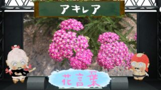 オシロイバナの花言葉！色別＆怖い理由＆名前の由来を大分析