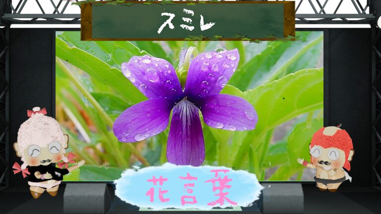 スミレの花言葉！色別＆本数別＆怖い理由～ナポレオンが愛した花