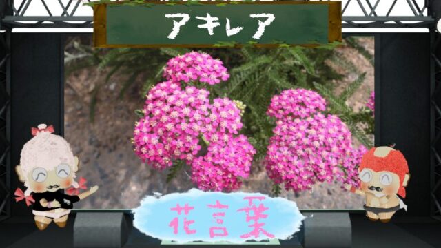 アキレアの花言葉！色別＆怖い理由からギリシャ神話の逸話まで