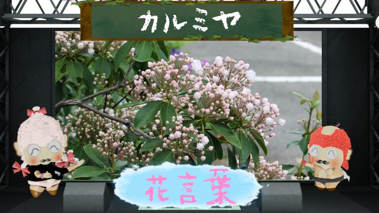 カルミヤの花言葉!色別&怖い理由から毒性の危険性まで解剖