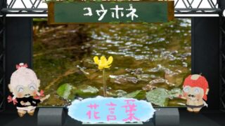 アルストロメリアの花言葉！色別＆怖い理由から名前の由来まで！