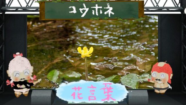 コウホネの花言葉！怖い？絶滅危惧種の現状までを徹底分析！