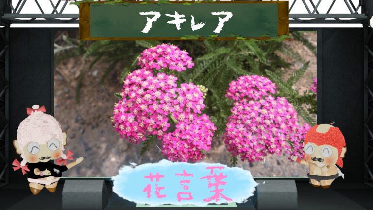 アキレアの花言葉!色別&怖い理由からギリシャ神話の逸話まで