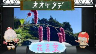 オオケタデの花言葉！ダイナミックな存在感で庭を彩る花を解説