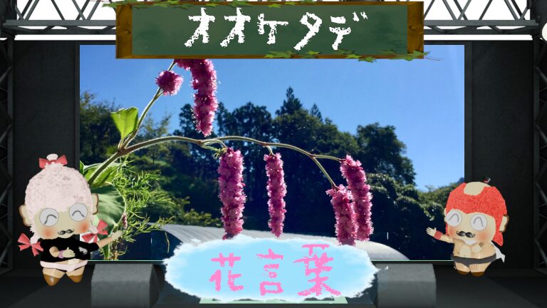 オオケタデの花言葉！ダイナミックな存在感で庭を彩る花を解説
