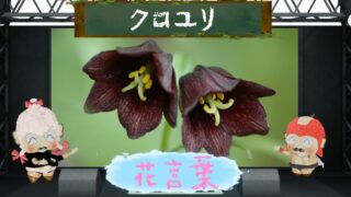 ソラナムの花言葉！怖い理由は偽りの言葉がマイナスだから？