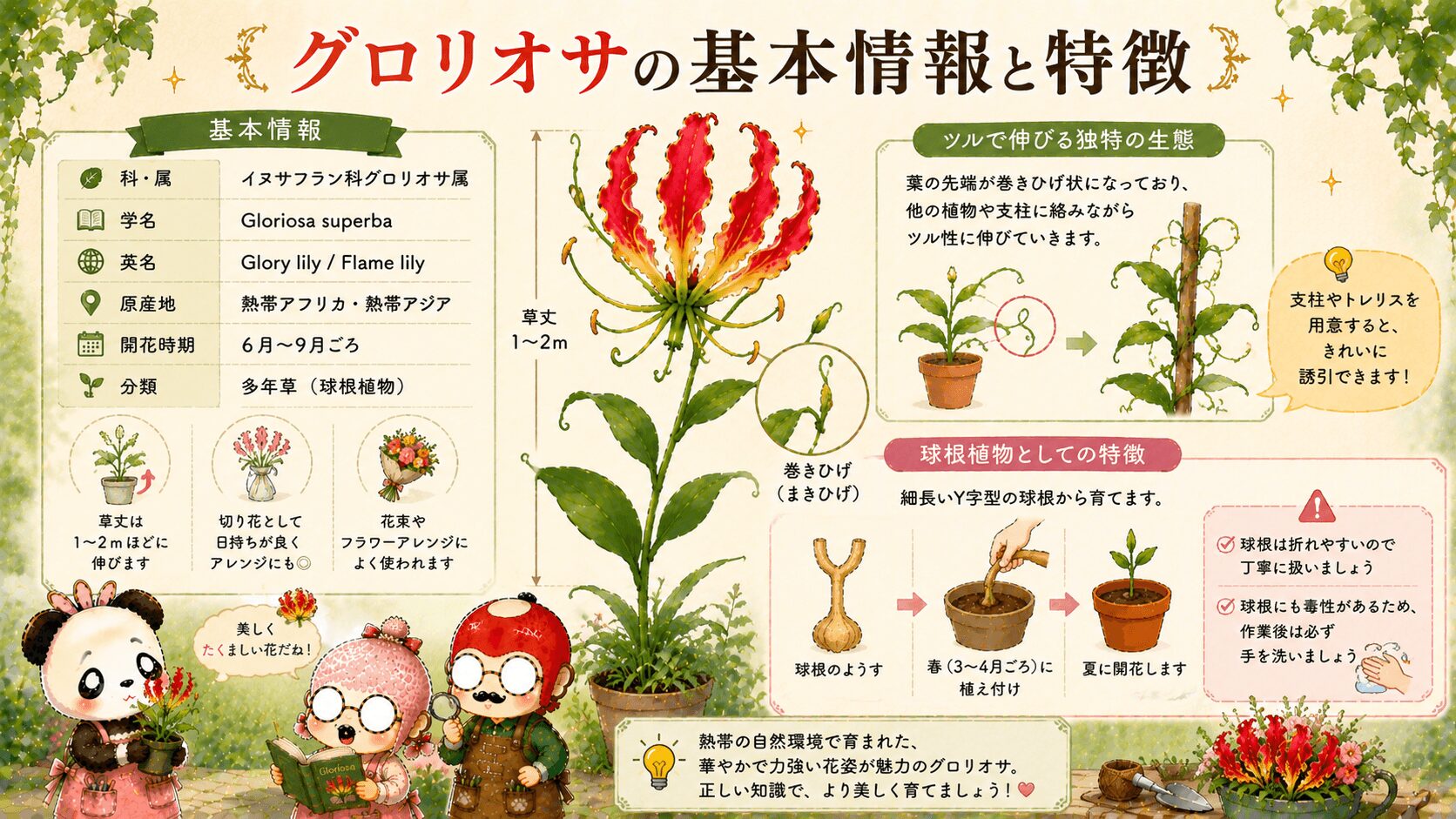 グロリオサの基本情報