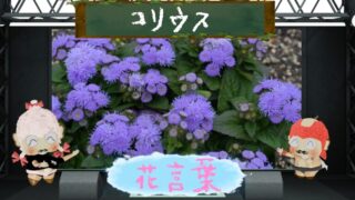 コリウスの花言葉！怖い理由から絶望的な恋の解説まで！