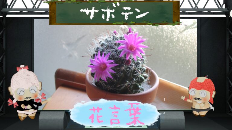 サボテンの花言葉！色別＆由来や怖い理由の刺々しさなどを大解説