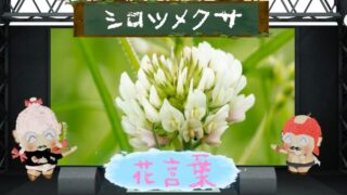 ツキミソウの花言葉！意味や怖い理由＆一夜で儚くしぼむ花を解析