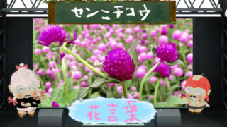 パンジーの花言葉！色別＆怖い理由は花びらが顔に見えるから？