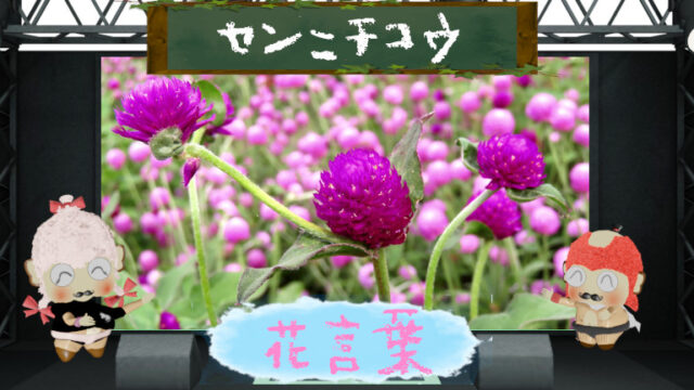 ピンクッションの花言葉！色別＆怖い理由から太陽の花を大解剖！