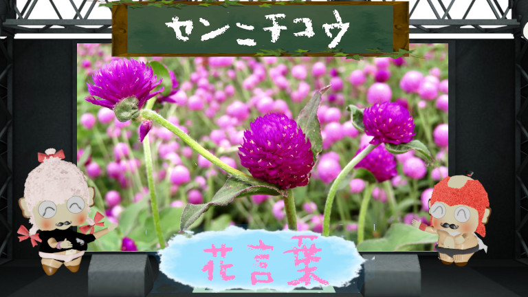 センニチコウの花言葉!色別&怖い誤解&長持ちという名前の由来