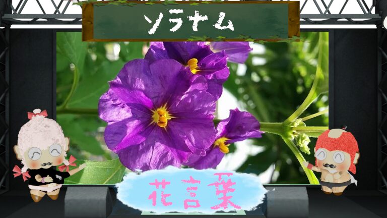 ソラナムの花言葉!怖い理由は偽りの言葉がマイナスだから?