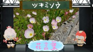 ソラナムの花言葉！怖い理由は偽りの言葉がマイナスだから？