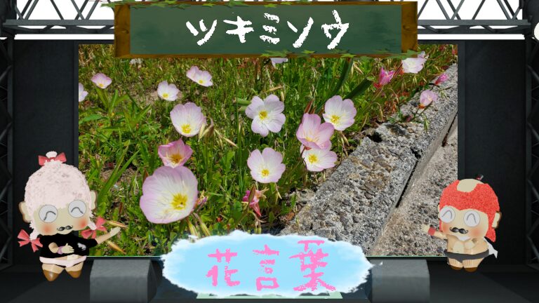 ツキミソウの花言葉!意味や怖い理由&一夜で儚くしぼむ花を解析