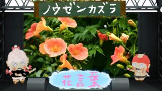 ノウゼンカズラの花言葉！色別や怖い理由＆絡みつく恋の花を解析