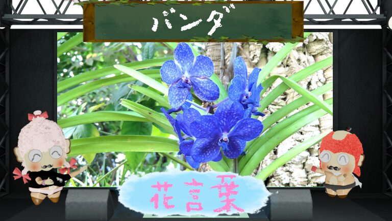 バンダの花言葉!由来や怖い理由など高価な切り花を大解剖