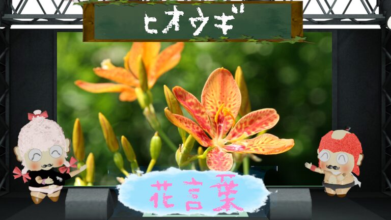 ヒオウギの花言葉!色別&怖い理由&真夏にギラギラ咲く花を解説
