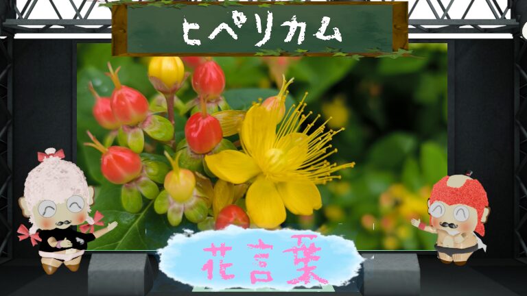 ヒペリカムの花言葉!色別&怖い理由から前向きな花言葉まで!