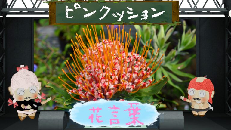 ピンクッションの花言葉！色別＆怖い理由から太陽の花を大解剖！