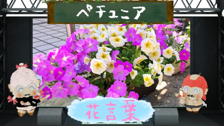 ペチュニアの花言葉！色別や怖い理由＆宇宙で咲く花を徹底解剖