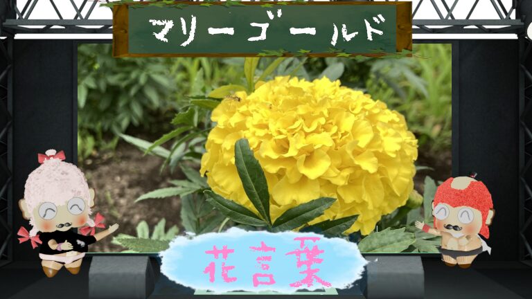 マリーゴールドの花言葉！色別や由来から海外での花言葉まで！