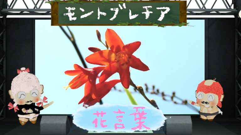 モントブレチアの花言葉!色別&怖い理由&繁殖力の強い花を解説