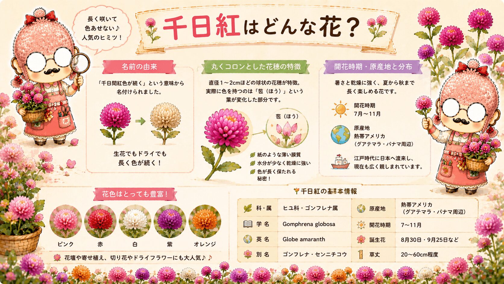 千日紅とはどんな花