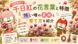 千日紅の花言葉と特徴｜元花屋が怖い噂の真相と育て方を紹介