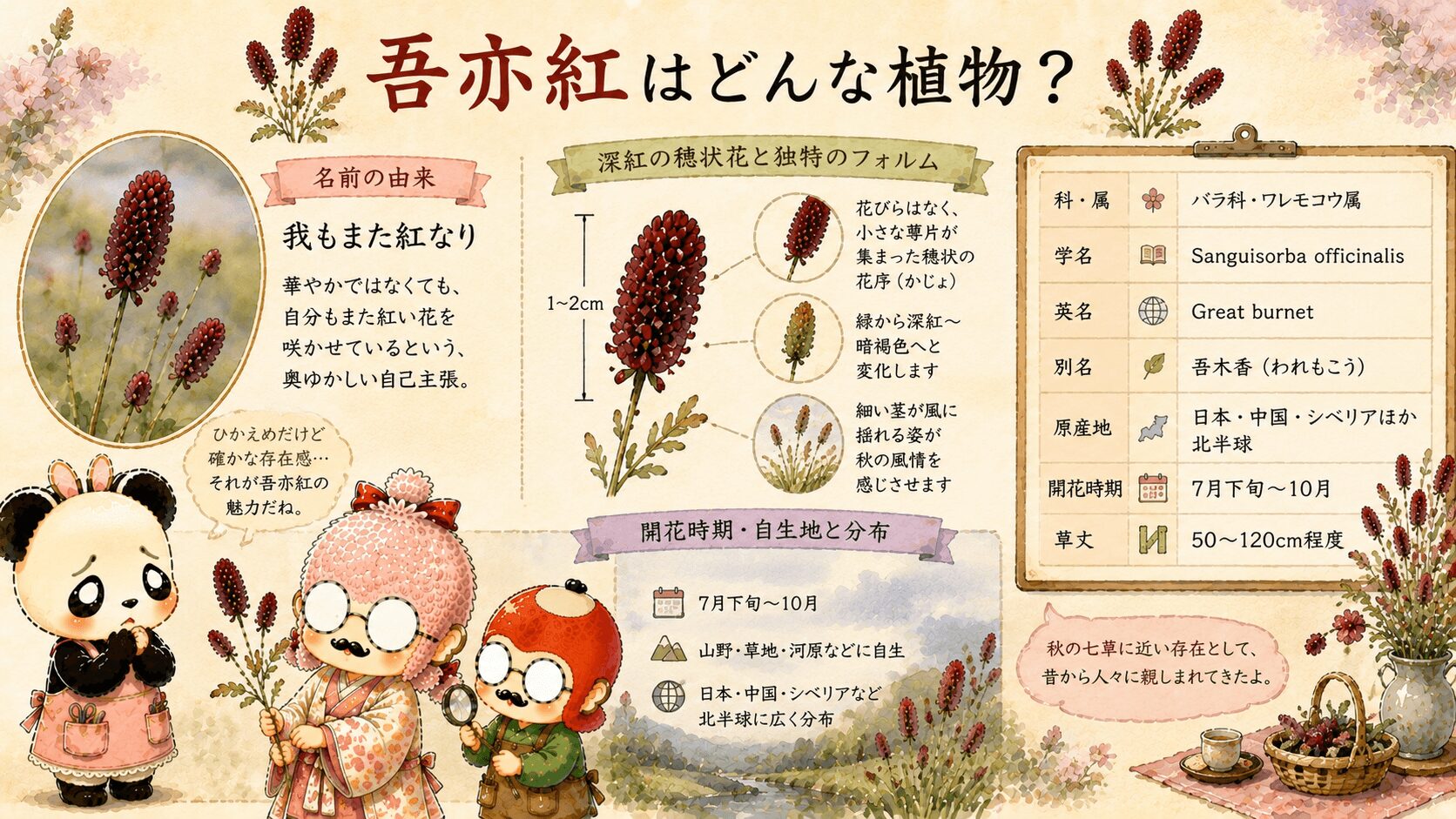 吾亦紅とはどんな植物なのか