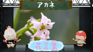 アカネの花言葉！怖いとされる不信や誹謗＆警告教訓