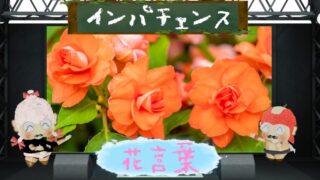 ヒルザキツキミソウの花言葉！由来や月見草との違いを大解説
