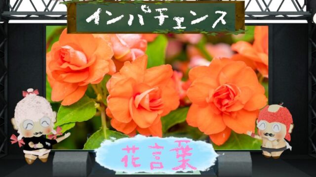 インパチェンスの花言葉！色別＆怖い理由など花壇を彩る花を解剖