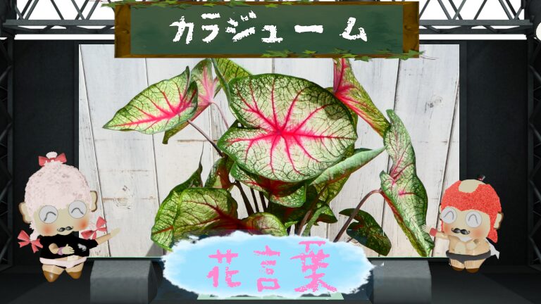 カラジュームとは?色別の花言葉や由来から怖い理由まで徹底解析