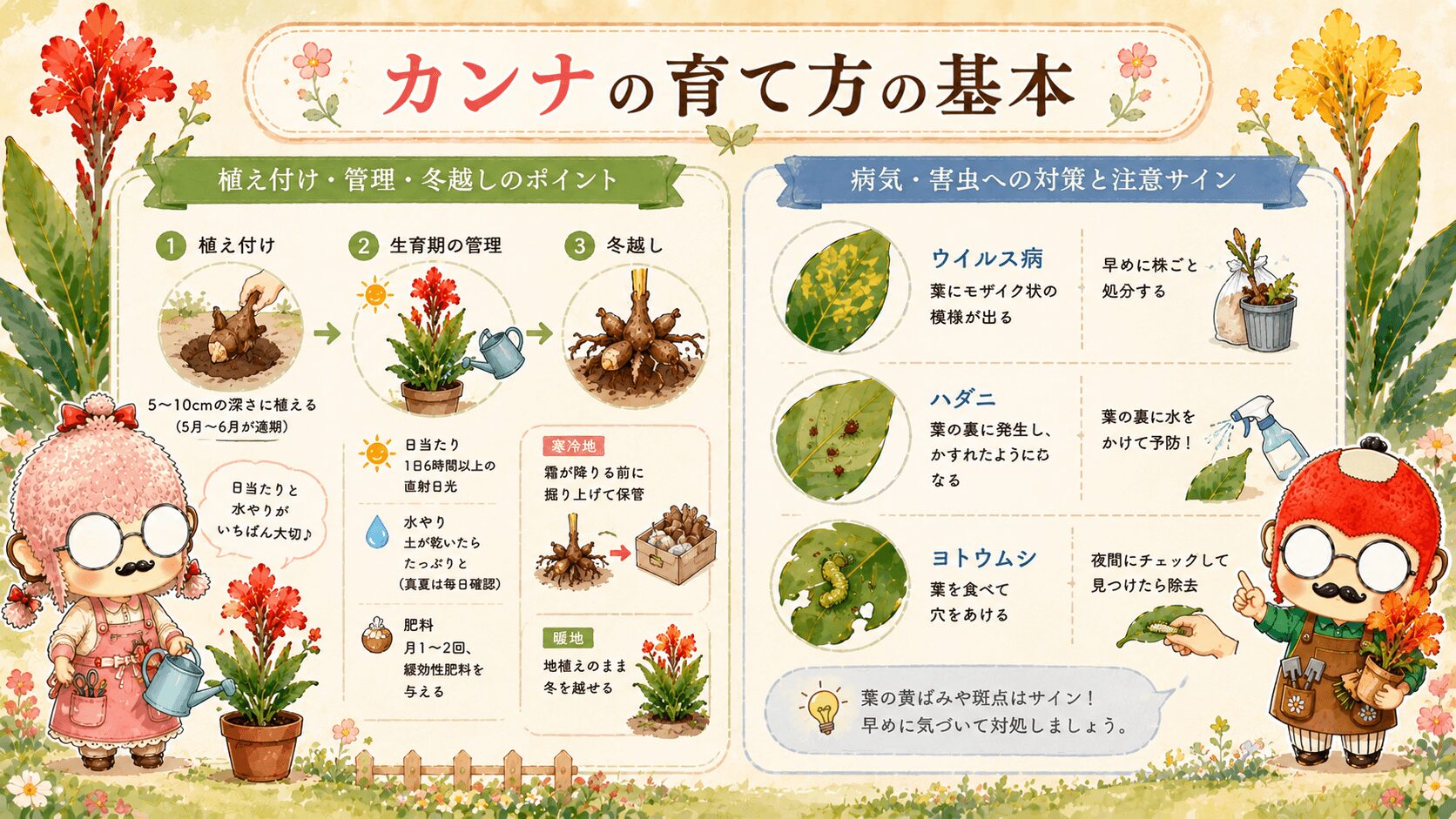 カンナの育て方