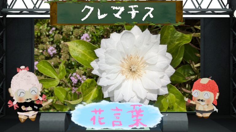 クレマチスの花言葉!怖い理由や旅人の喜びと言われた由来まで