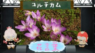 シオンの花言葉は怖い？秋の七草？色別から由来から本数別まで