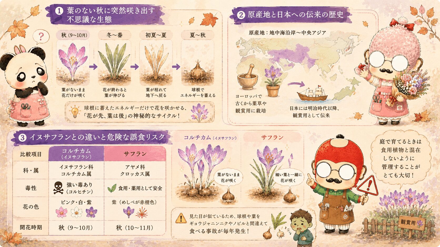 コルチカムとはどんな花？