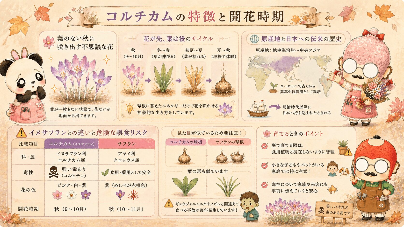 コルチカムの特徴と育て方