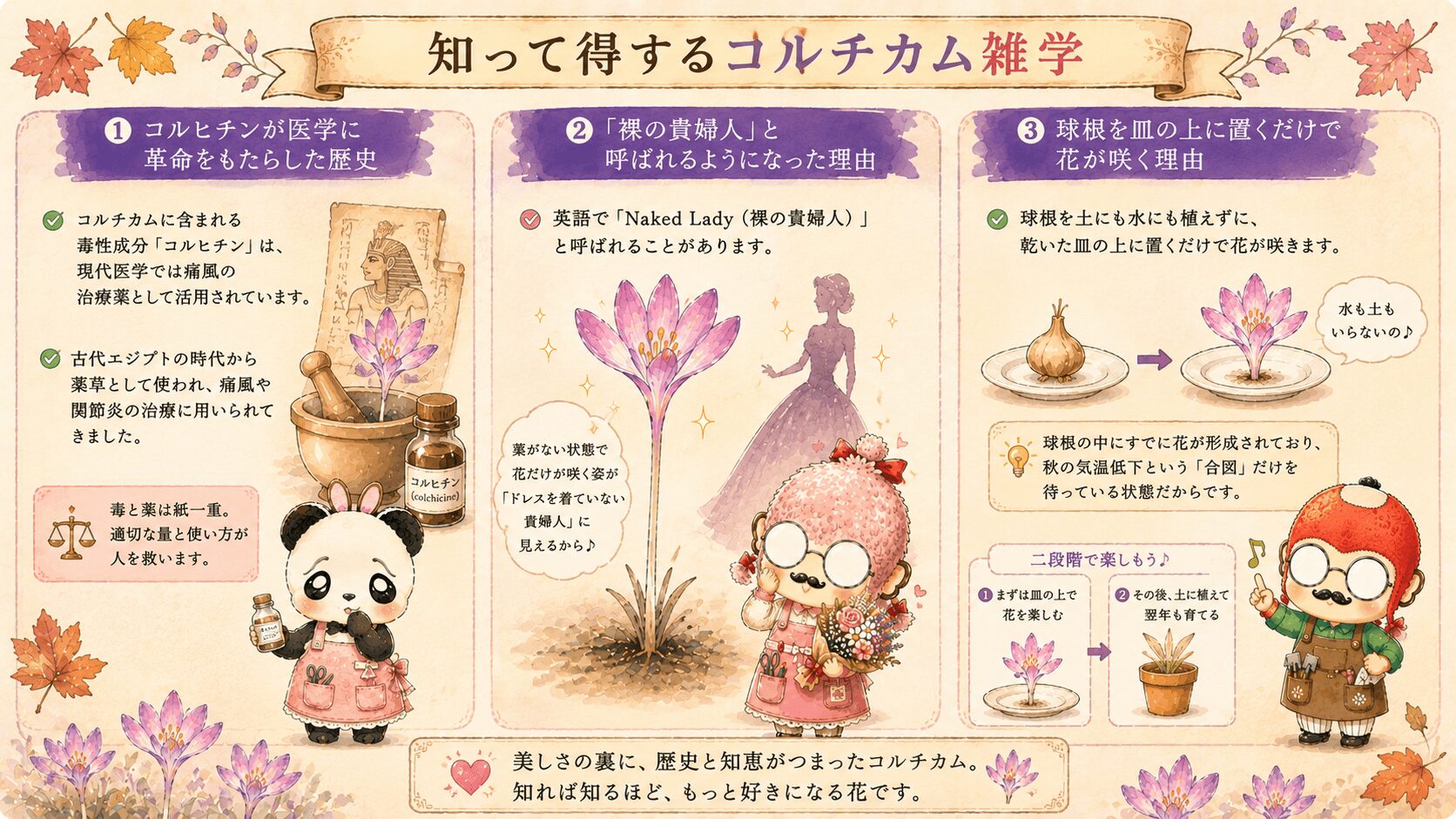 コルチカムの知識と魅力