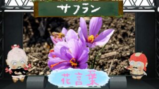 サフランの花言葉は怖い？色別やスパイスとしての魅力を解剖！