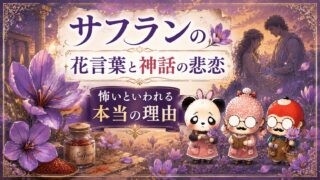 サフランの花言葉と神話の悲恋｜怖いといわれる本当の理由