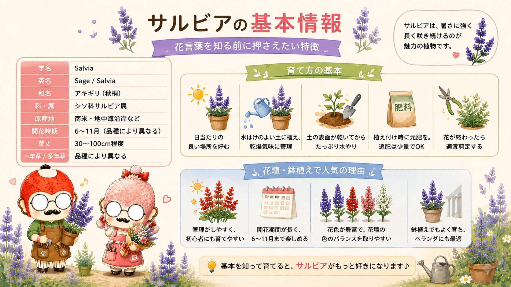 サルビアの基本情報