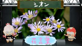 シオンの花言葉は怖い？秋の七草？色別から由来から本数別まで