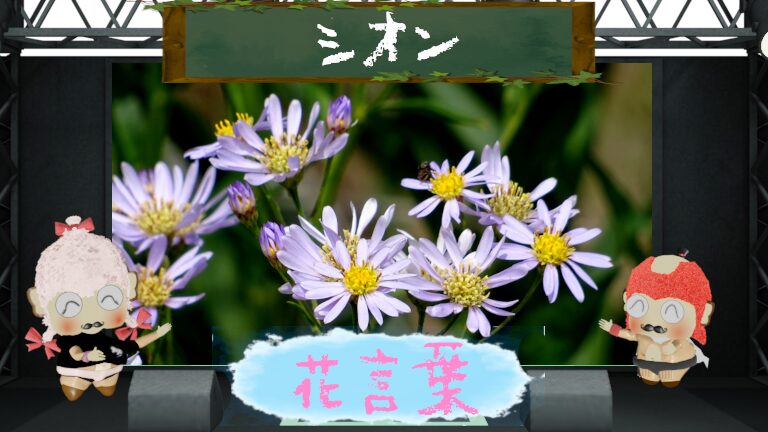 シオンの花言葉は怖い?秋の七草?色別から由来から本数別まで