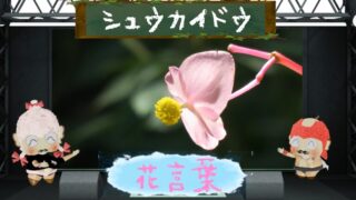シュウカイドウの花言葉！怖いよりも可愛いハートの葉が特徴