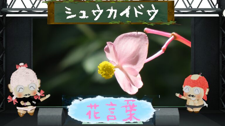 シュウカイドウの花言葉!怖いよりも可愛いハートの葉が特徴